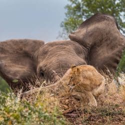 Half Day Hluhluwe Umfolozi Safari