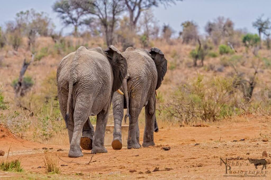 south africa safari packages