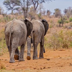south africa safari packages
