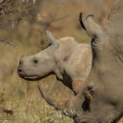 2 day durban tour and safari