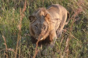 2 Night Safari Package
