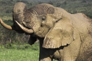 Hluhluwe Game Reserve Elephants
