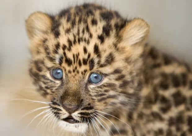 leopard kitten
