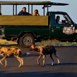 Half Day Hluhluwe Umfolozi Safari
