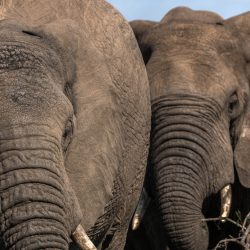 hluhluwe-Imfolozi what to do safari options