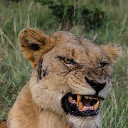 hluhluwe lion