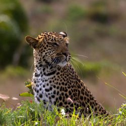 leopard facts