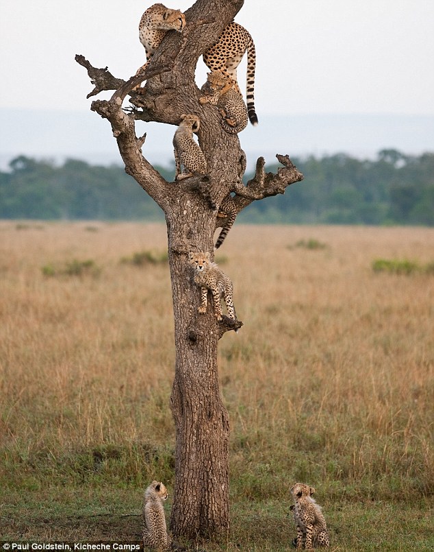 cheetahs in tree