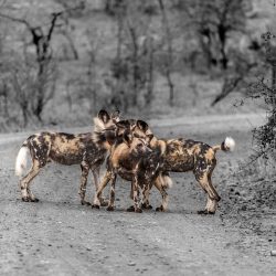 4 night south africa safari package