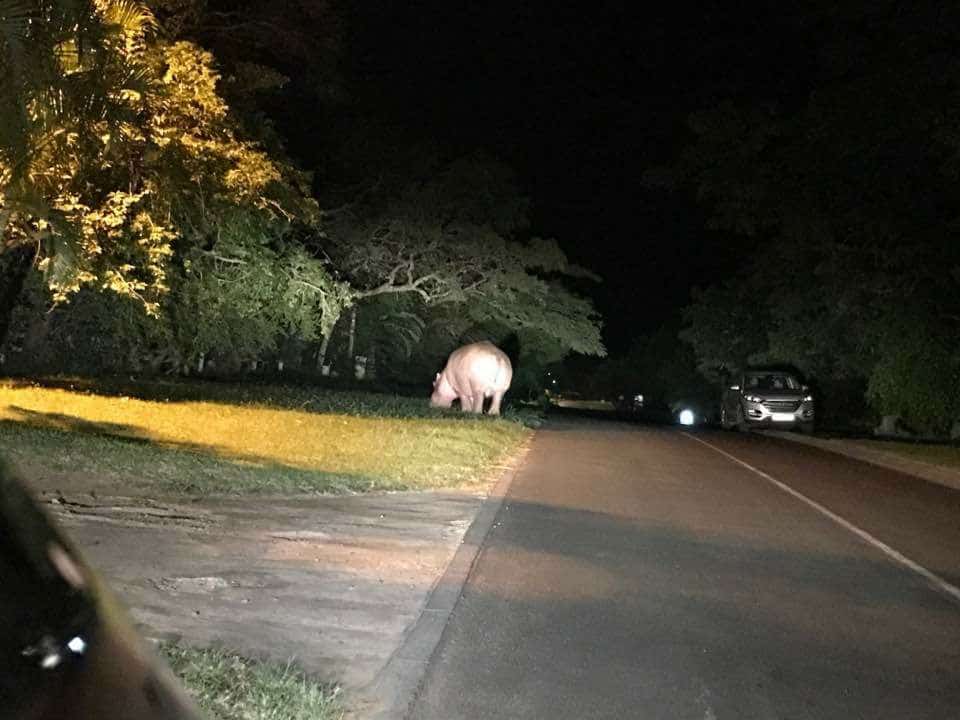 hippo in road st lucia