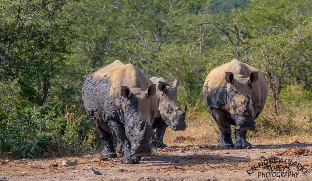 safari package south africa reviews