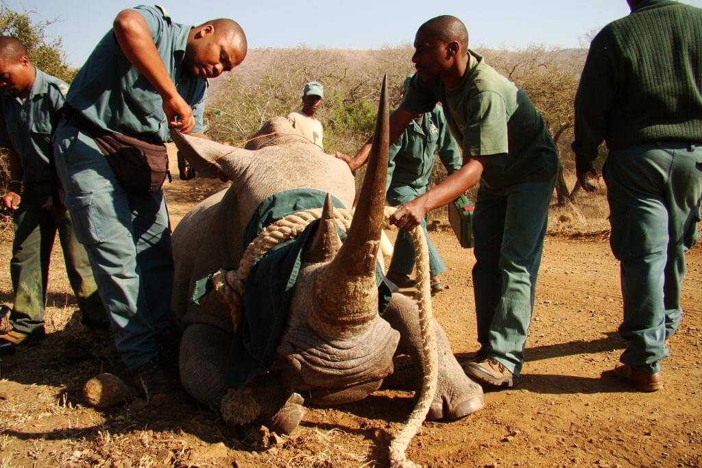 game capture Hluhluwe-Imfolozi Park