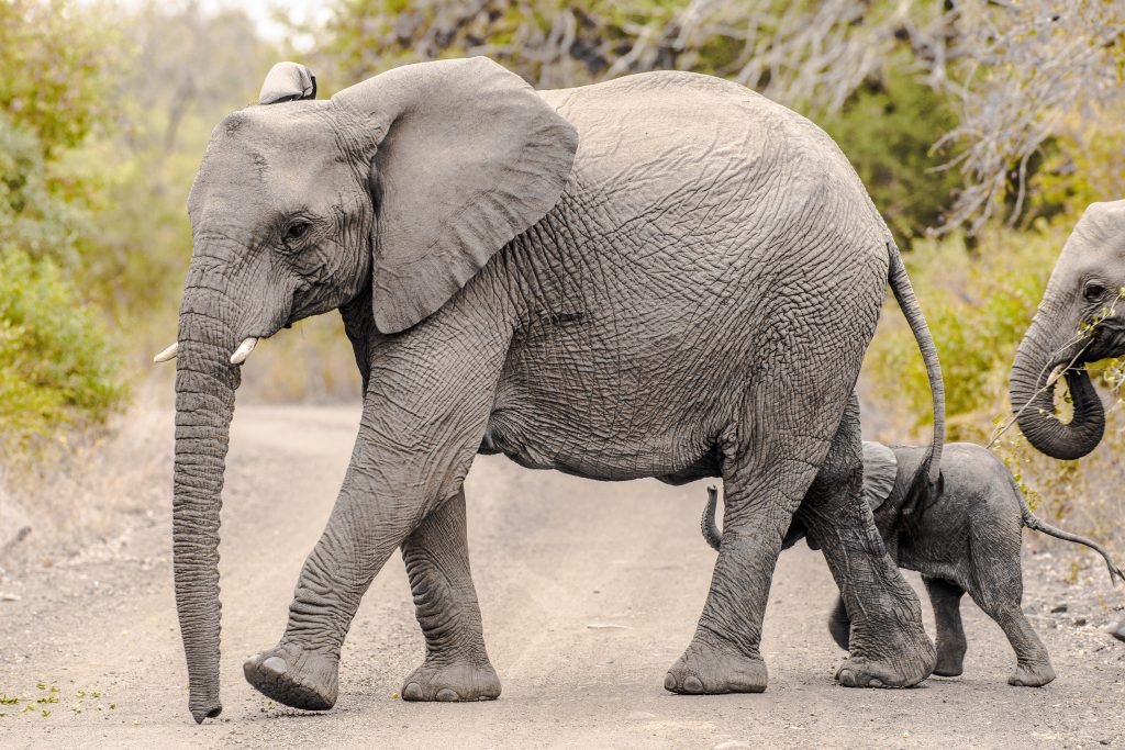 zululand game reserves south africa