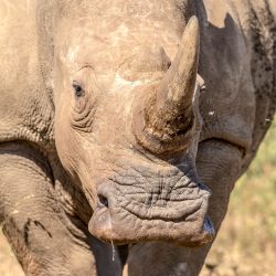 wide mouth white rhino