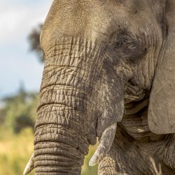 african elephant one of the African Big 5