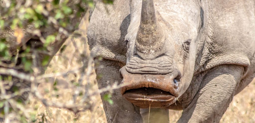 White Rhino name Why