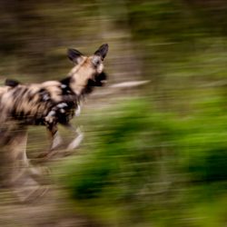 wild dogs on big 5 south african safari