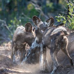 african wild dog facts
