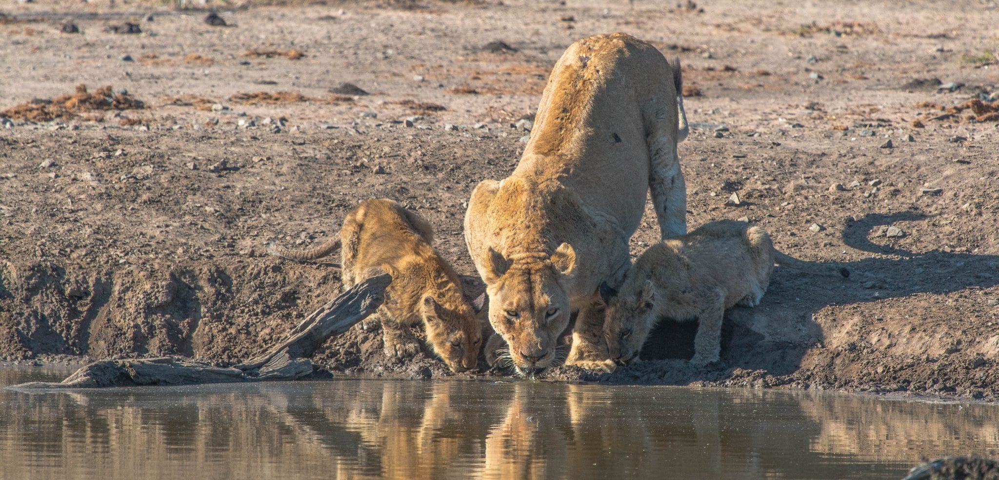 social grouping of lions pride