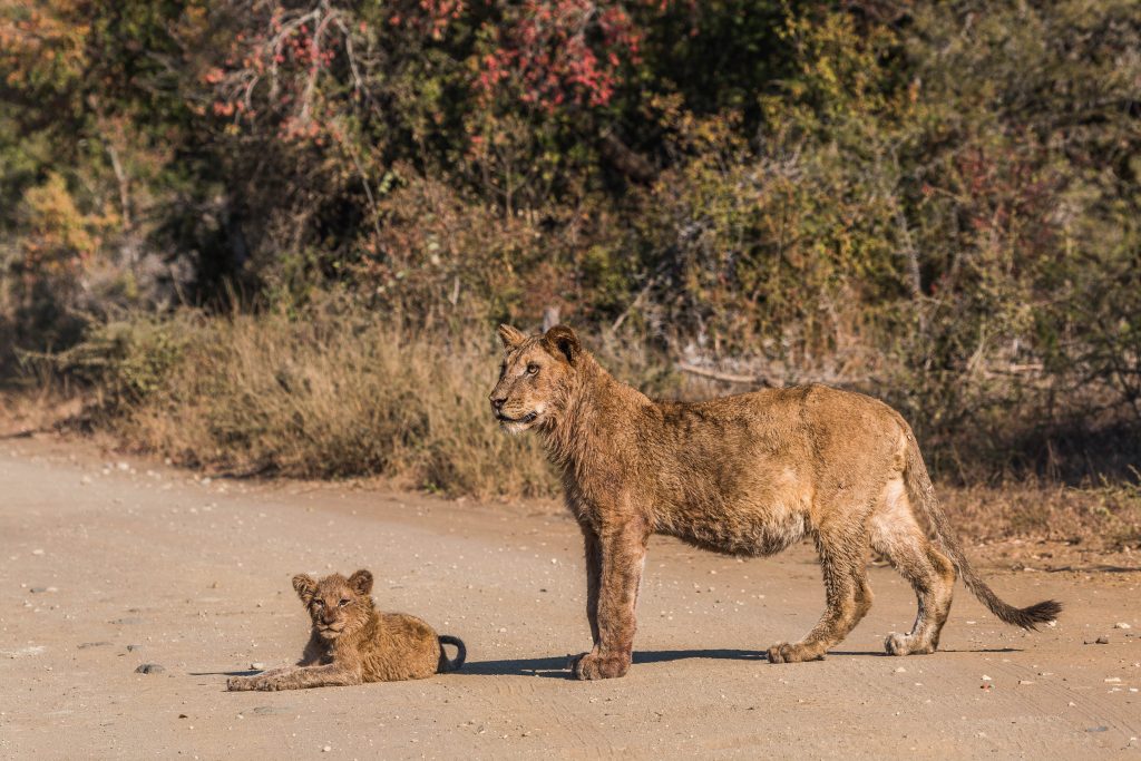 safari packages south africa reviews