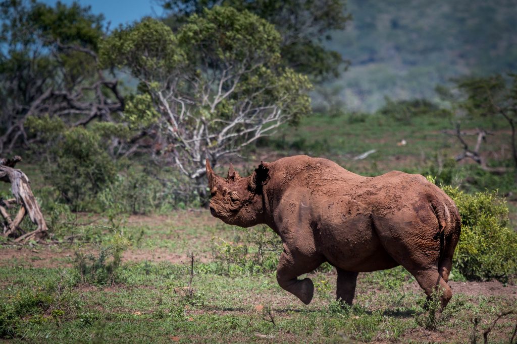 zululand game reserve mkuze game reserve
