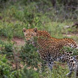 african big 5 leopard