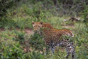 african big 5 leopard
