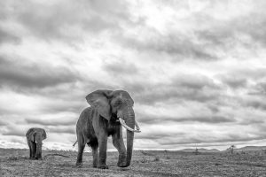 big 5 safari south africa