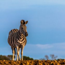 self drive tips hluhluwe