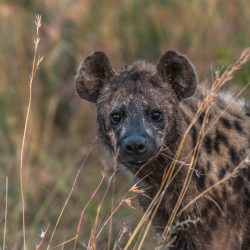 african wild dogs