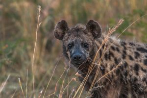 african wild dogs