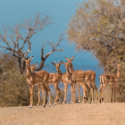 hluhluwe