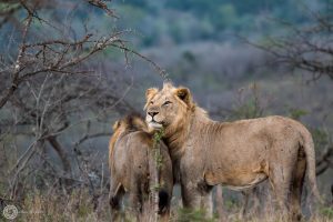 hluhluwe imfolozi park zululand game reserve