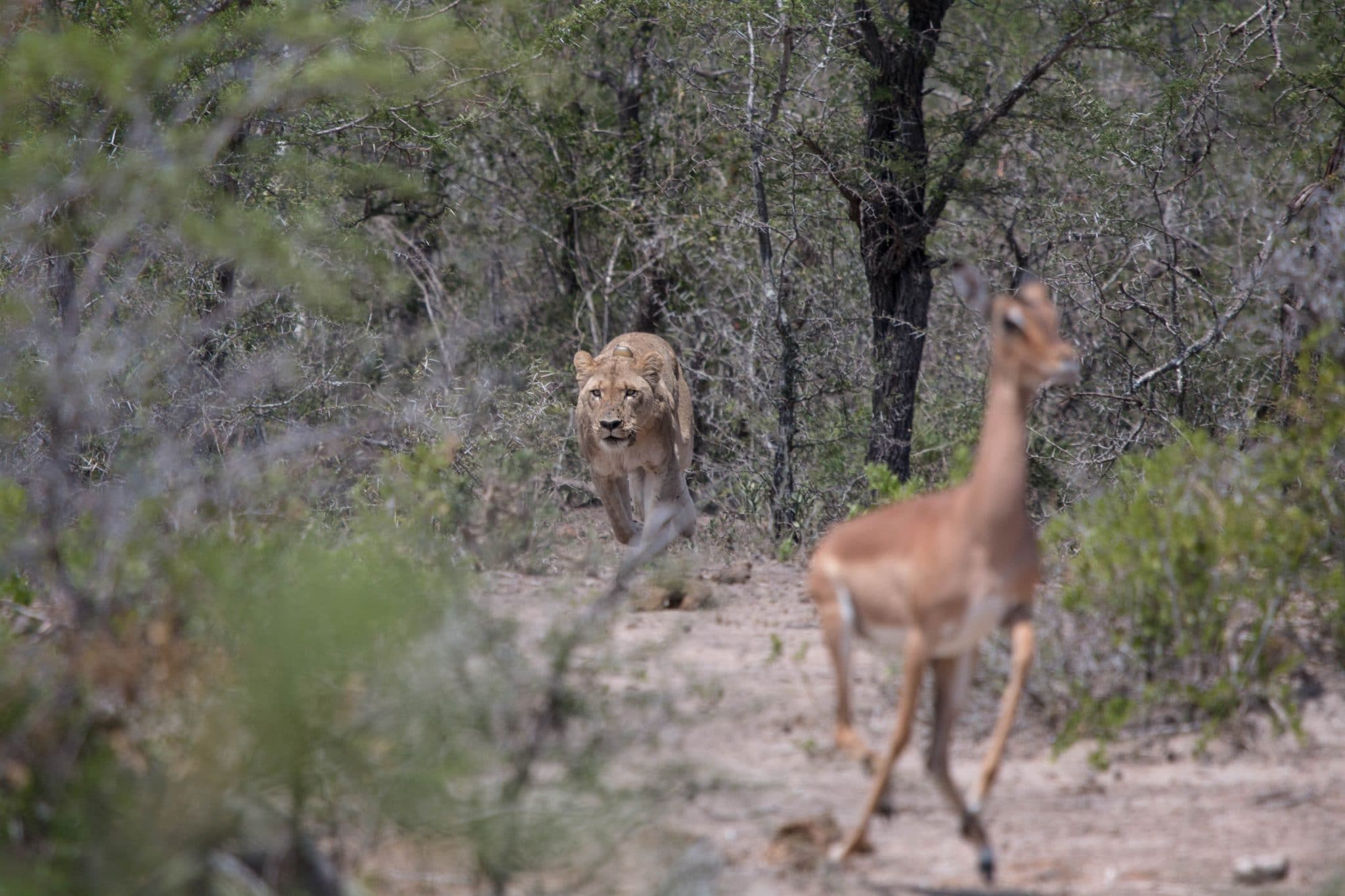 lions stalking