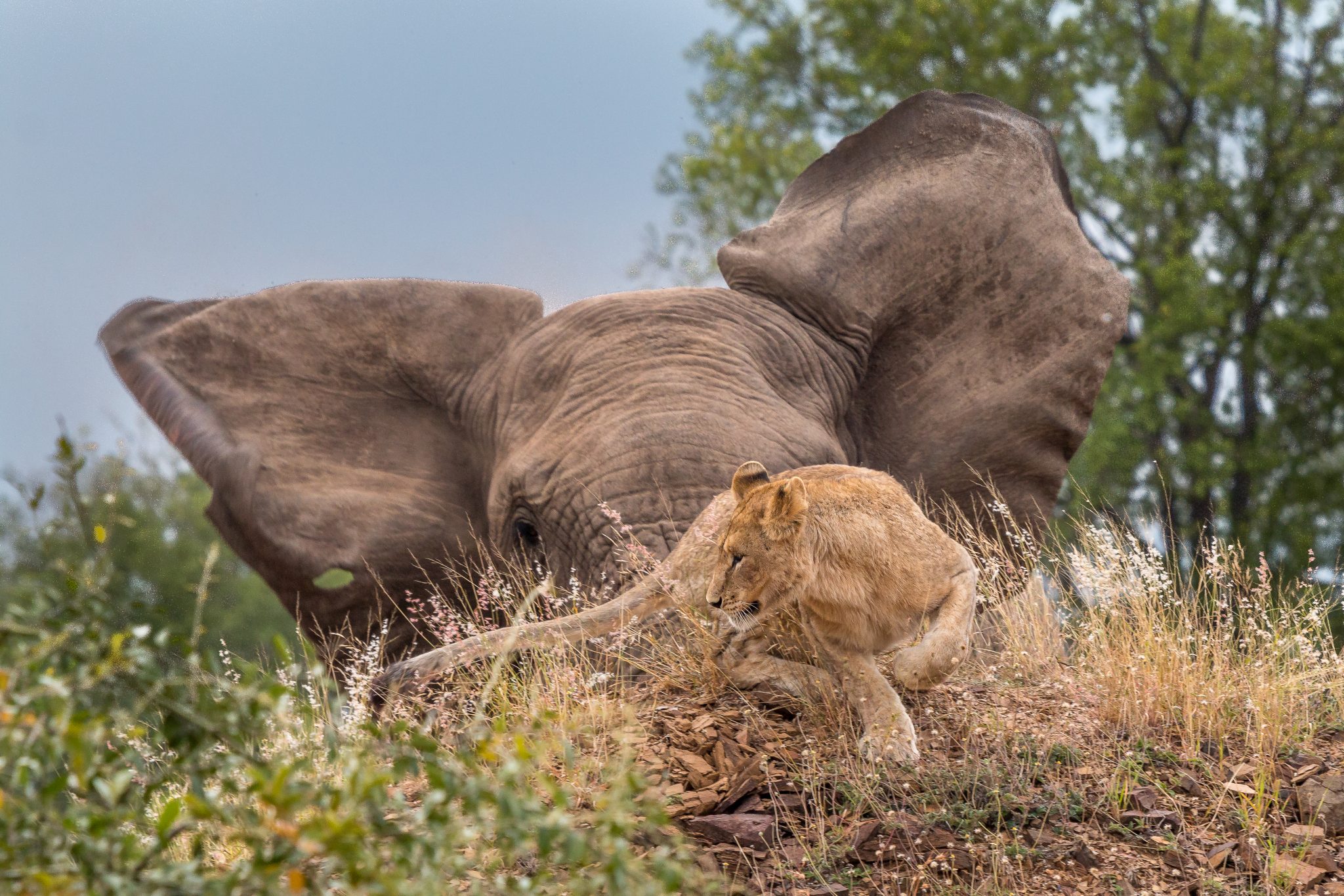 elephant chasing lion 