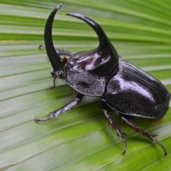 african small five
