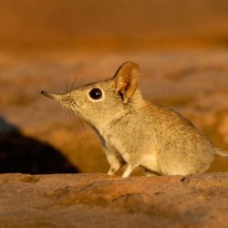 african small five elephant shrew