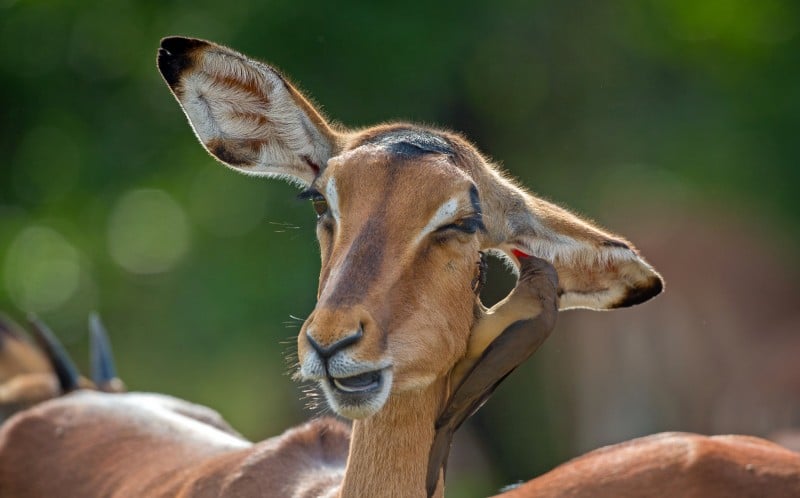impala animal facts