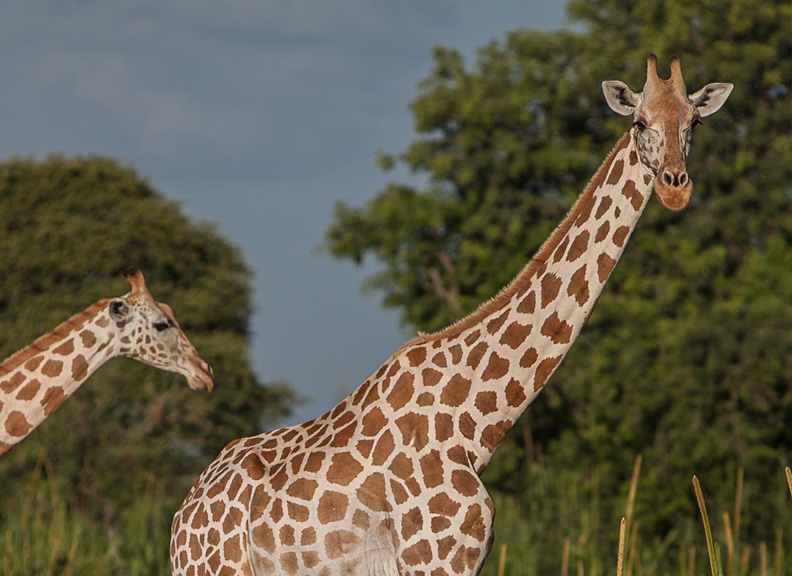 lower classification west african giraffe