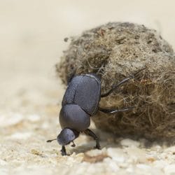 facts dung beetles