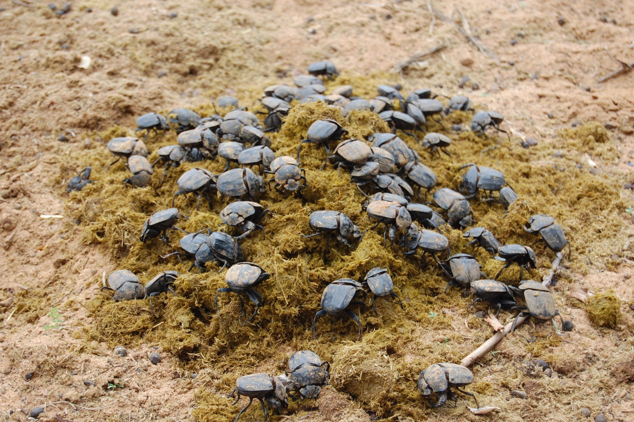 Dung Beetle Facts 2 dung rolling