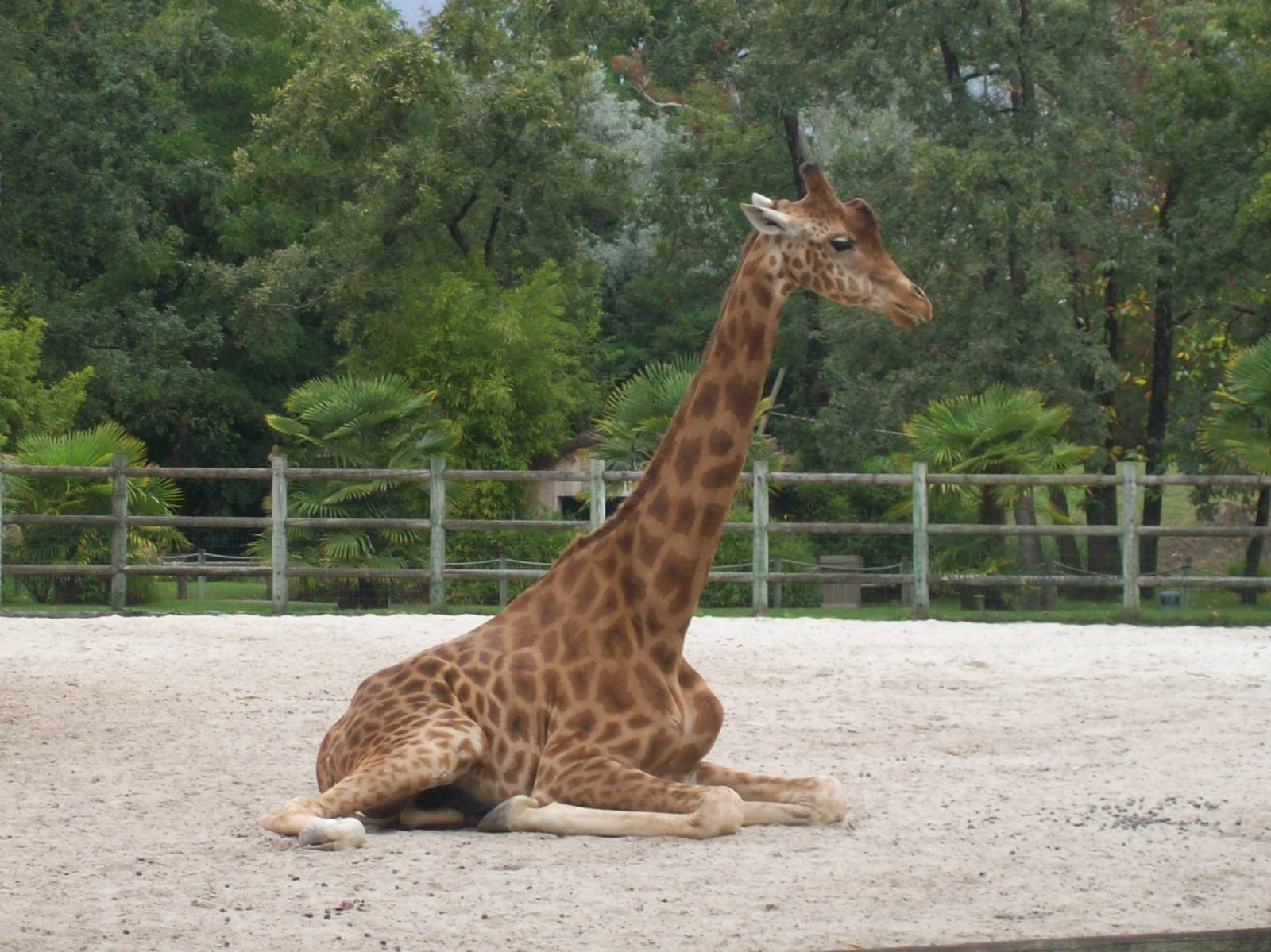 lower classification kordofan giraffe