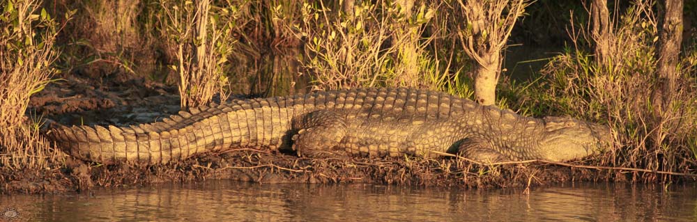 Nile Crocodile Facts 1 Nile Crocodile basking in sun