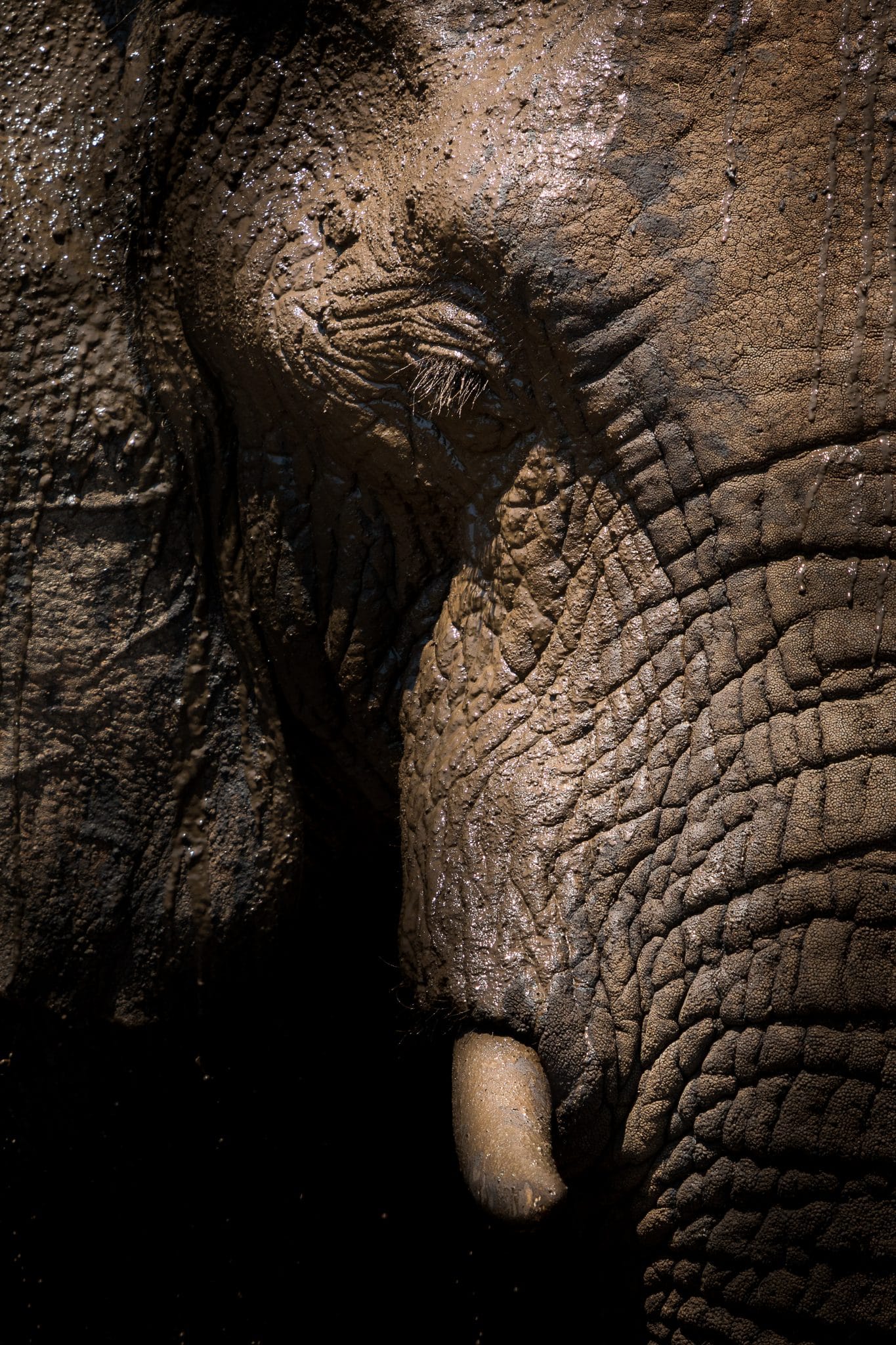 safari packages south africa