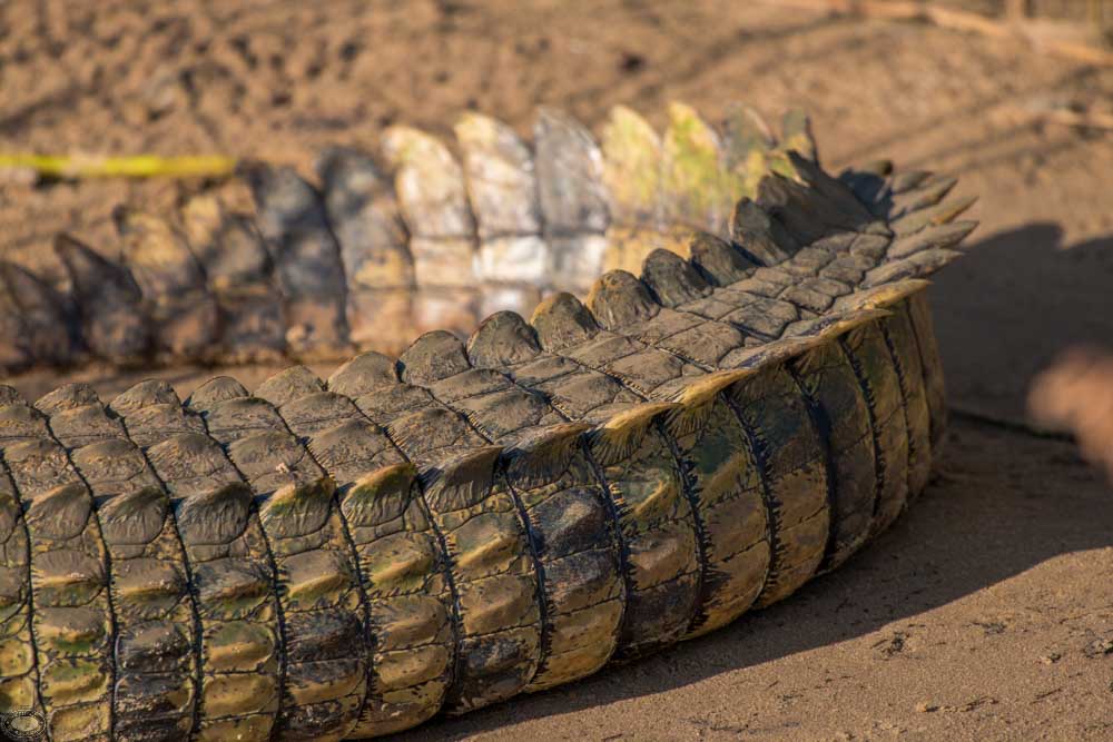 Nile Crocodile Facts 2 nile crocodile tail up close