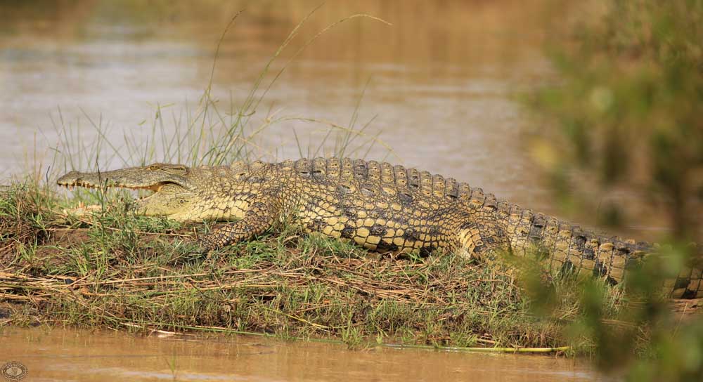 Nile Crocodile Facts 3 nile crocodile basking st lucia estaury