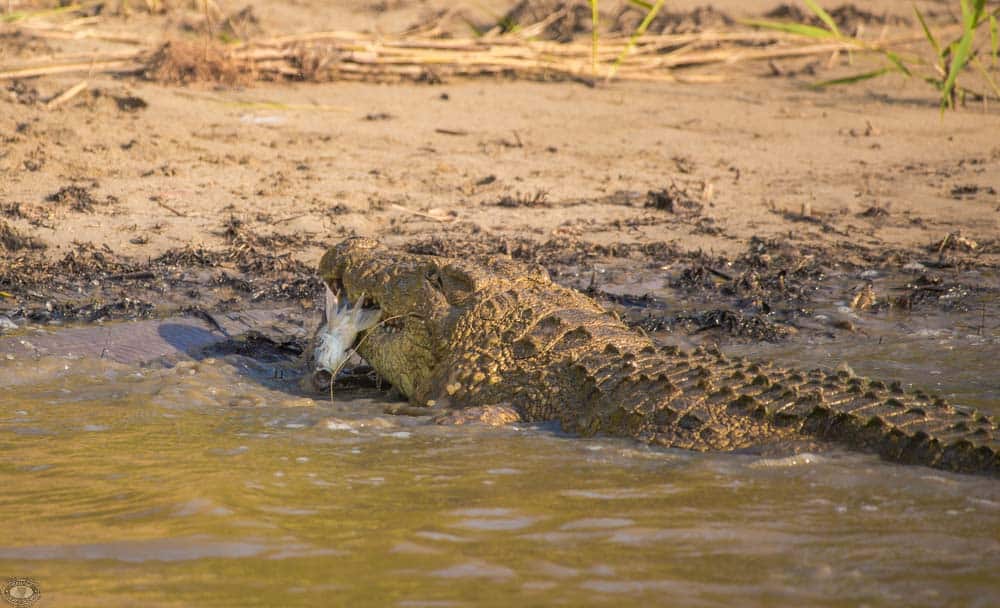 Nile Crocodile Facts 4 nile crocodile with fish in mouth