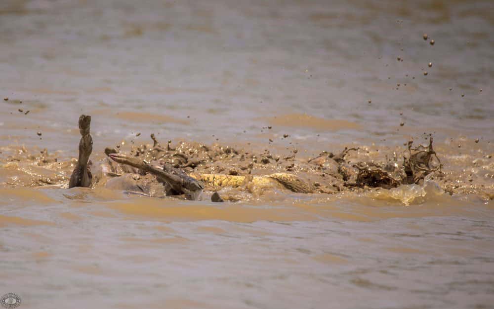 Nile Crocodile Facts 5 Nile Crocodile kill in St Lucia Estaury
