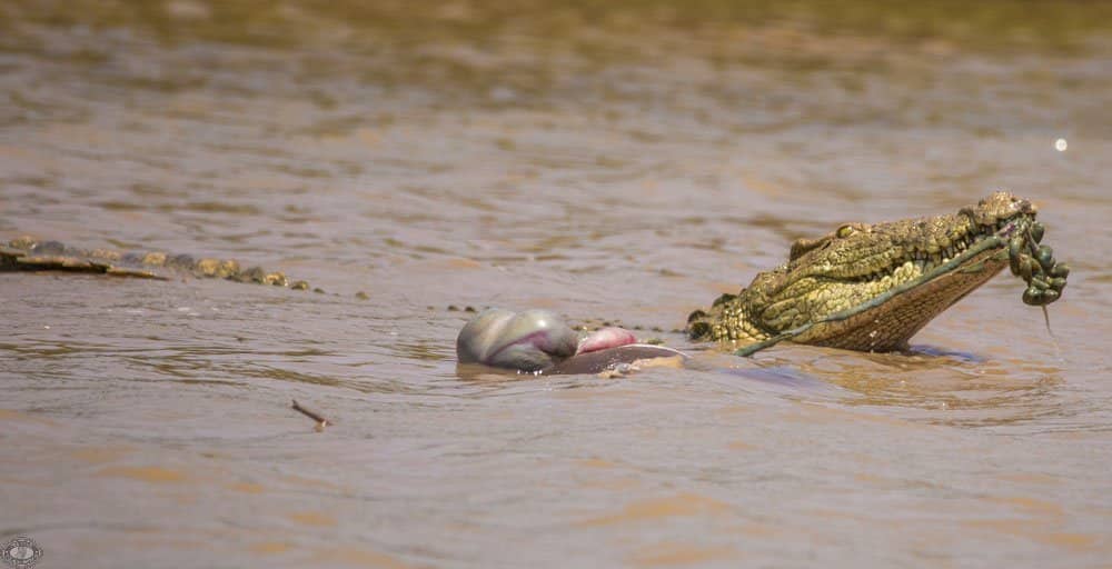Nile Crocodile Facts 7 Nile Crocodile feeding in the St Lucia Estaury