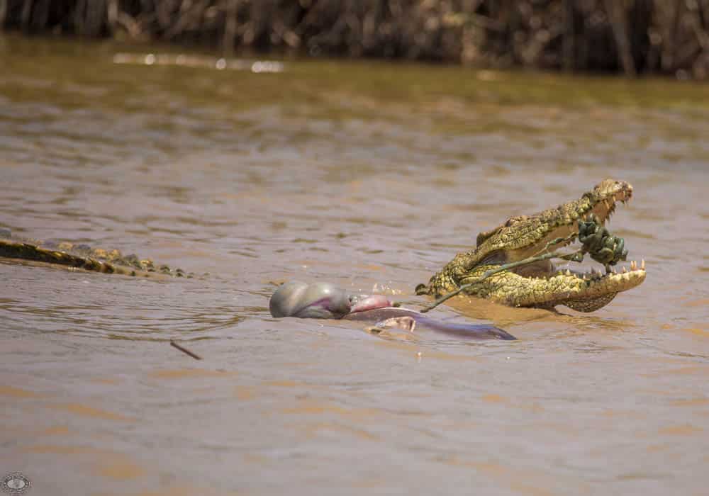 Nile Crocodile Facts 6 Close up Nile Crocodile with kill in St Lucia Estaury